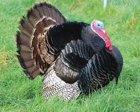 dindon-bronze-d-amerique-elevage-vente-med.jpg