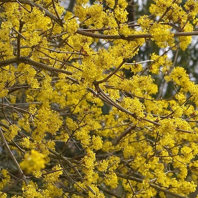 CORNUSMASfleurs.jpg