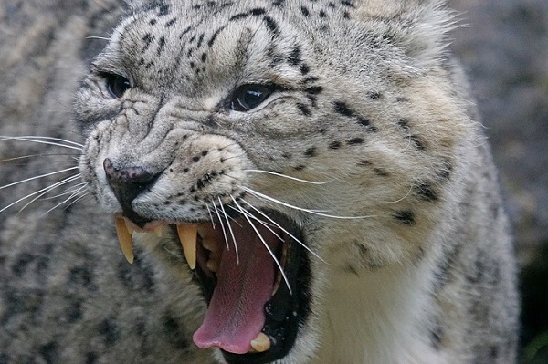 1snow-leopard.jpg