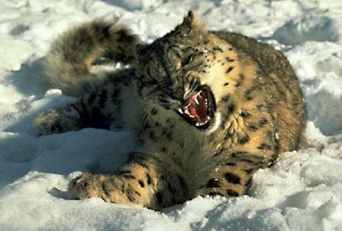 6Snowleopard.jpg