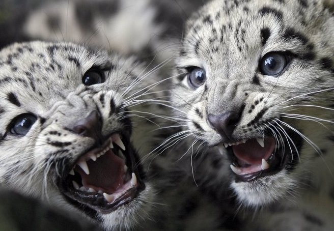7Snowleopard.jpg