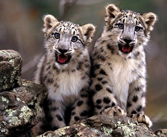 8Snowleopard.jpg