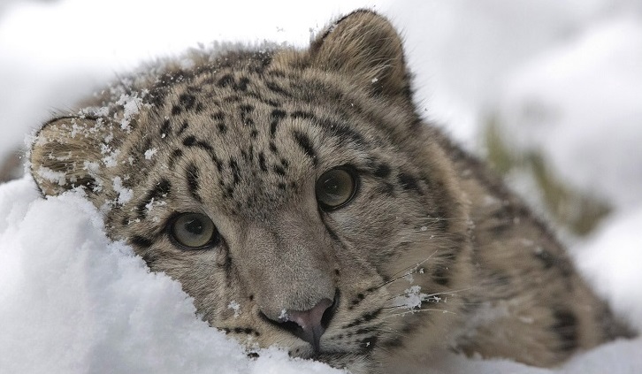 SnowLeopard1.jpg
