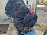 La manche de Auneau, dans l&rsquo;Eure et Loir, les 03 et 04 mai 2025.